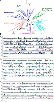 Mapping the FtsQBL divisome components in bacterial NTD pathogens as potential drug targets